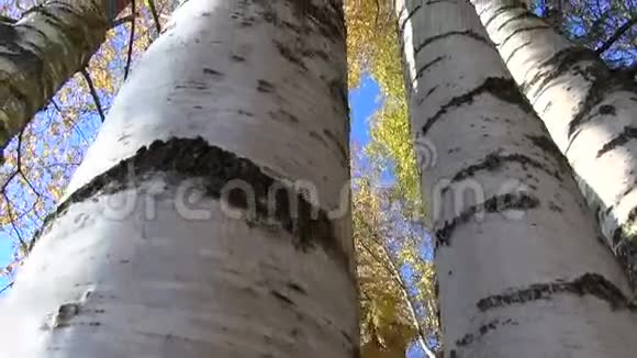 秋天金黄桦树群在森林和相机旋转视频的预览图