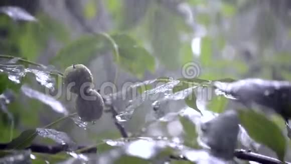 大雨倾盆大雨倾盆暴雨在白天来临视频的预览图