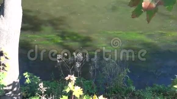 夏末河溪背景视频的预览图