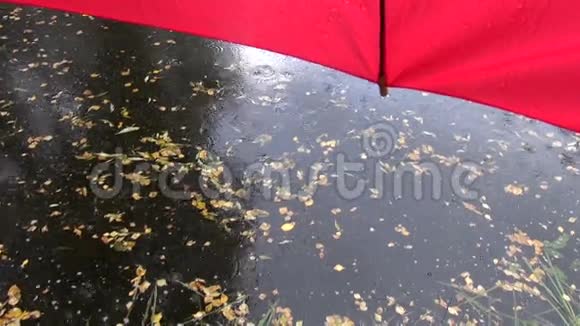 湖水和红伞上的秋雨视频的预览图