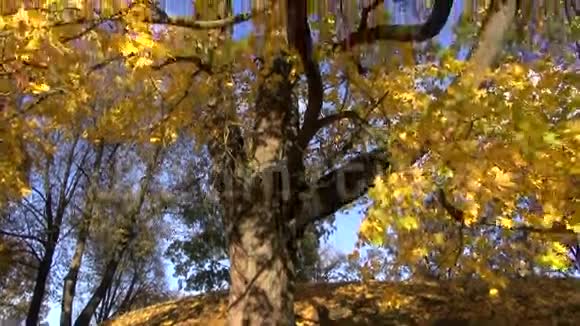 秋天金枫和相机旋转视频的预览图