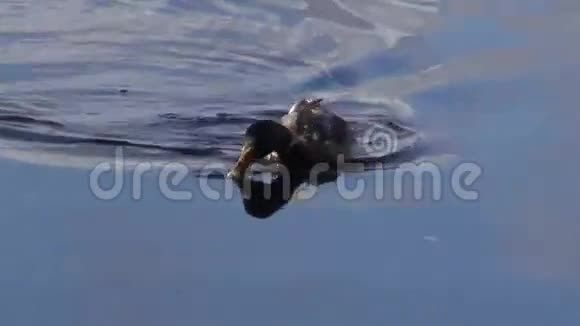 一只鸭子在湖水和秋天的倒影中视频的预览图