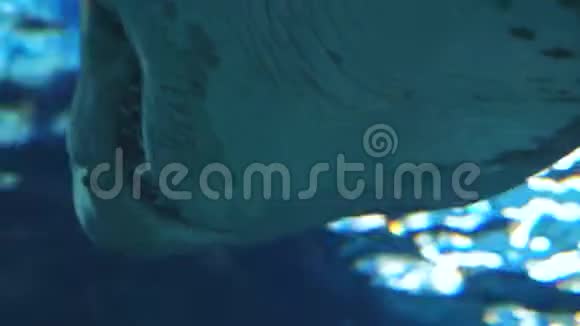 水族馆里的鲨鱼真漂亮水下场景3840x2160视频的预览图