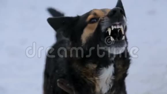 吠声激怒了愤怒的狗视频的预览图