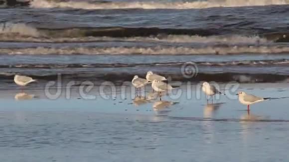 海鸥在海边放松视频的预览图