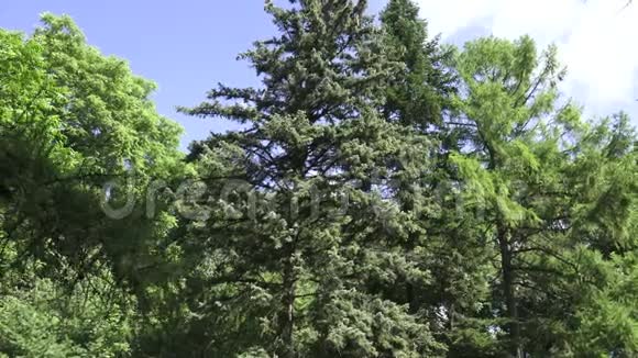 维特布斯克植物园视频的预览图