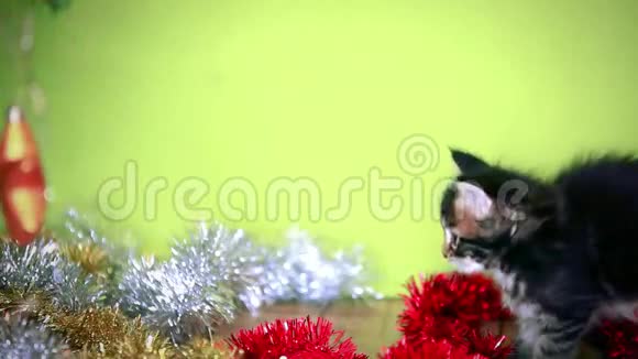 缅因州的黑猫在圣诞节玩耍视频的预览图