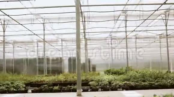 在温室里生长的新鲜有机生菜在现代温室里视频的预览图