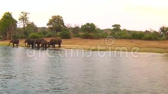非洲博茨瓦纳边境的Chobe河游船和野生动物狩猎视频的预览图