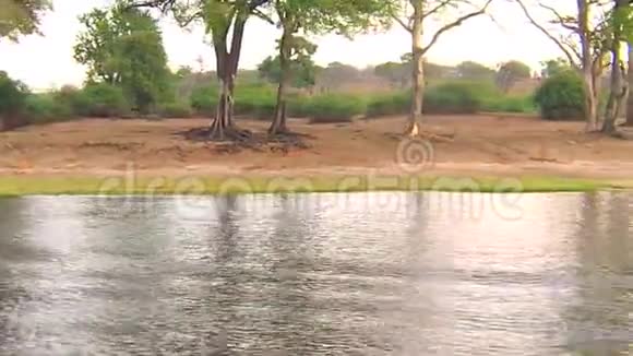 非洲博茨瓦纳边境的Chobe河游船和野生动物狩猎视频的预览图