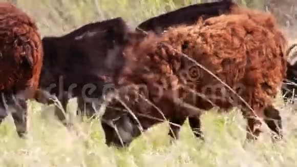 在草地上放牧的羊视频的预览图