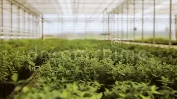在温室里生长的新鲜有机生菜在现代温室里视频的预览图