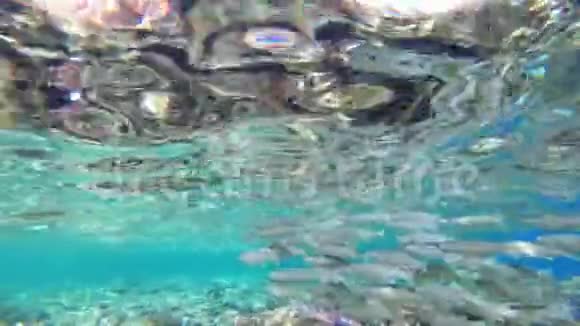 红海的水下世界有彩色的鱼和珊瑚礁在红海埃及视频的预览图