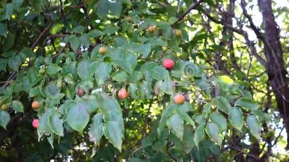 韩国济州哈拉国家公园的莫鲁斯树和果实视频的预览图