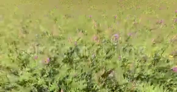 风中4k彩色花草自然风光视频的预览图
