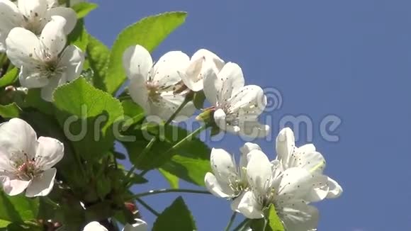 樱桃树的光泽视频的预览图