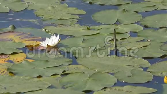 白水落在湖水里视频的预览图
