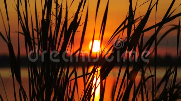 日落景观的芦苇与阳光和水的背景视频的预览图