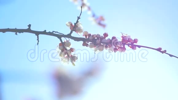 美丽的花朵阳光明媚夕阳下的春光视频的预览图