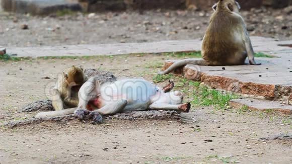 泰国猴子休息视频的预览图