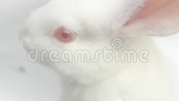 小白兔在白色背景下跳来跳去视频的预览图