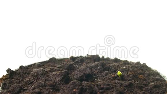 生长豌豆芽倾斜时间推移视频的预览图