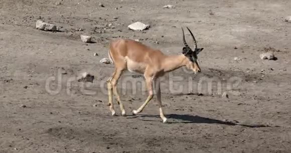 黑斑羚的雄性纳米比亚野生动物视频的预览图