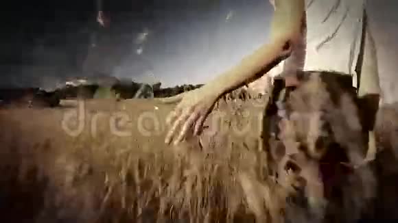 夏季走在田野里摸长草的女人萼片式分级视频的预览图
