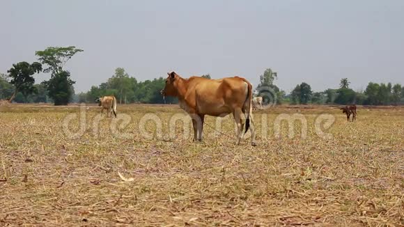 一头亚洲母牛在干田里觅食视频的预览图