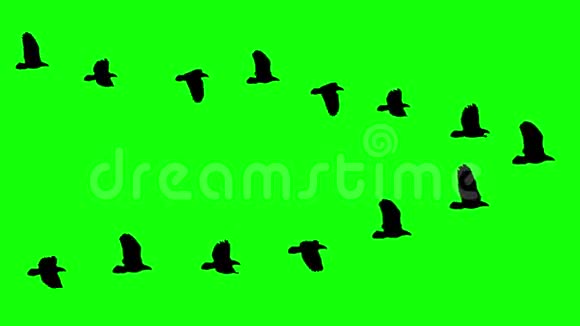 彩色关键绿色屏幕上的飞鸟楔形羊群剪影动画新质量的自然动物视频片段视频的预览图