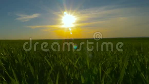 在橙色日落的背景下绿草和蓝天视频的预览图
