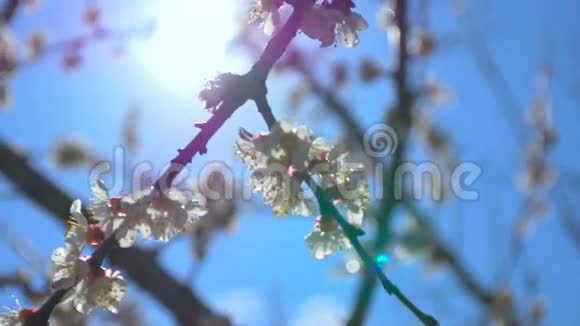 美丽的花朵阳光明媚夕阳下的春光视频的预览图