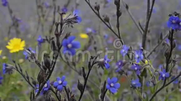 蓝色和黄色雏菊视频的预览图