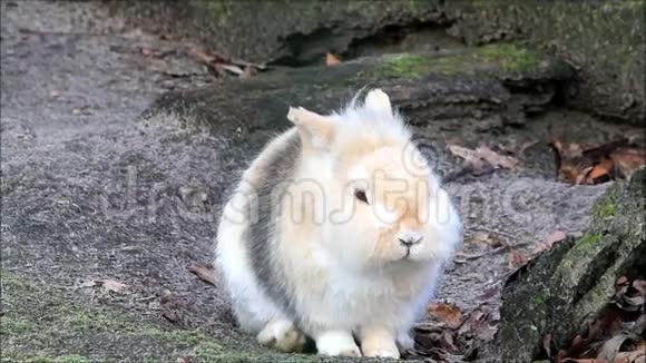 兔子小兔子外面复活节视频的预览图