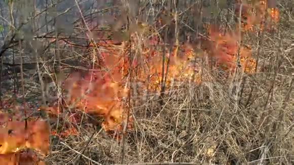 一股浓烟在树林里燃烧视频的预览图
