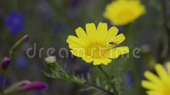蓝色和黄色雏菊视频的预览图