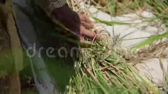 亚洲农民收割水稻视频的预览图