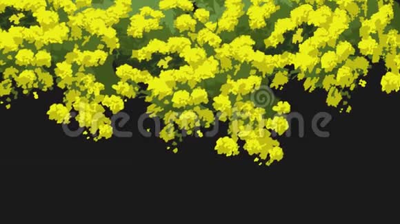 特写的抽象美丽盛开黄色的相思树在黑色的背景上明亮的动画视频的预览图
