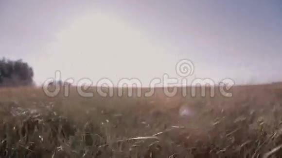 田野里的草无限运动视频的预览图