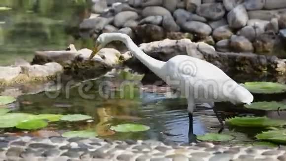 人工池塘里的普通白鹭视频的预览图