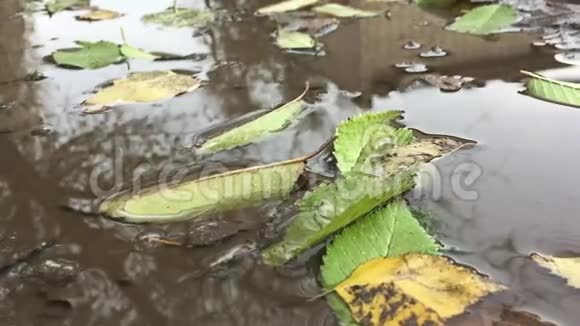 秋天的黄绿树叶浮在水坑里是雨自然视频的预览图