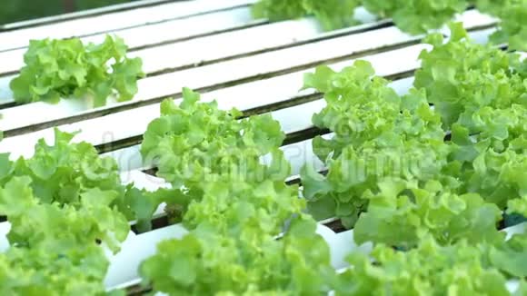 青橡水栽培蔬菜视频的预览图