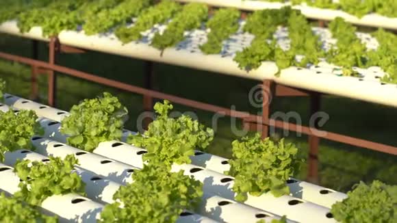 青橡水栽培蔬菜视频的预览图