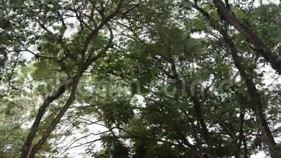 泰国诺塔布里公共公园的自然树风和鸟视频的预览图