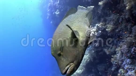 埃及红海深蓝色背景上的巨型濑拿破仑鱼视频的预览图