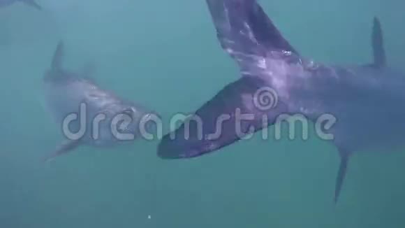 水中的塔蓬视频的预览图