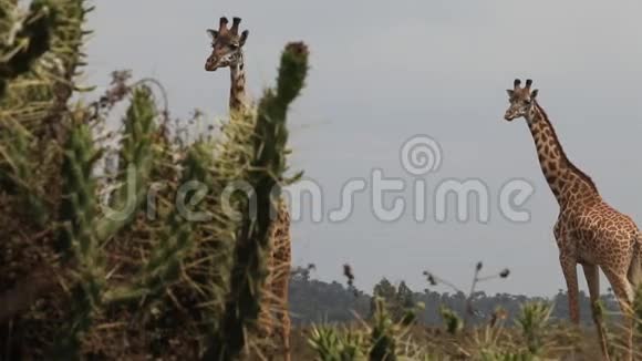草原上的长颈鹿肯尼亚视频的预览图