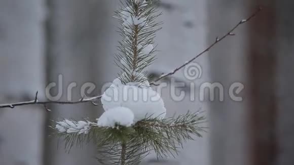 云杉树枝覆盖着雪雾冬天有雪的云杉枝视频的预览图