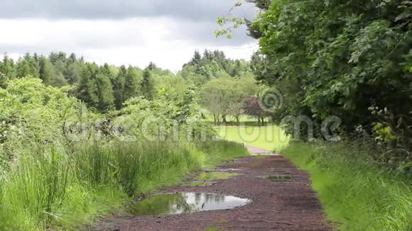 森林里潮湿的道路夏天苏格兰高清镜头视频的预览图