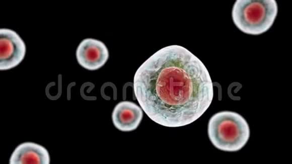 人体细胞动画视频的预览图